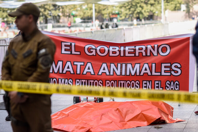 Zoológico deja un león muerto en La Moneda: Reclaman que murió porque el SAG los obligó a anestesiarlo
