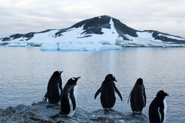Todo incluido: Empresa pionera en turismo sortea millonario viaje a la Antártica