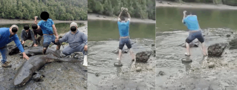 Sernapesca ingresó denuncia por maltrato animal tras matanza de tiburones en Chiloé: Animales fueron apedreados