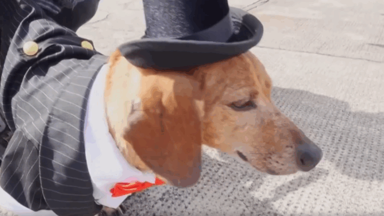 Wienerpalooza: Más de 100 perritos convirtieron la calle en una pasarela