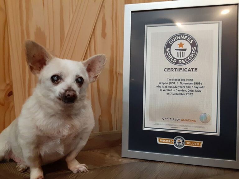 Guinness World Records: Spike, un chihuahua de 23 años de Estados Unidos, fue nombrado el perro vivo más viejo del mundo