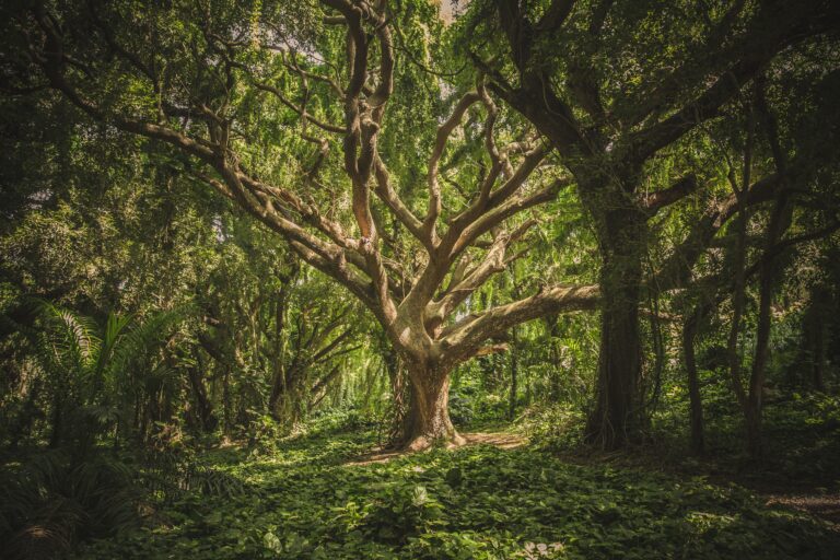 Sanar en la naturaleza: 