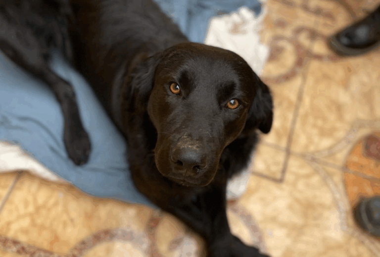 Grave caso de zoofilia en Coquimbo: Perrito fue rescatado tras denuncias de abuso sexual
