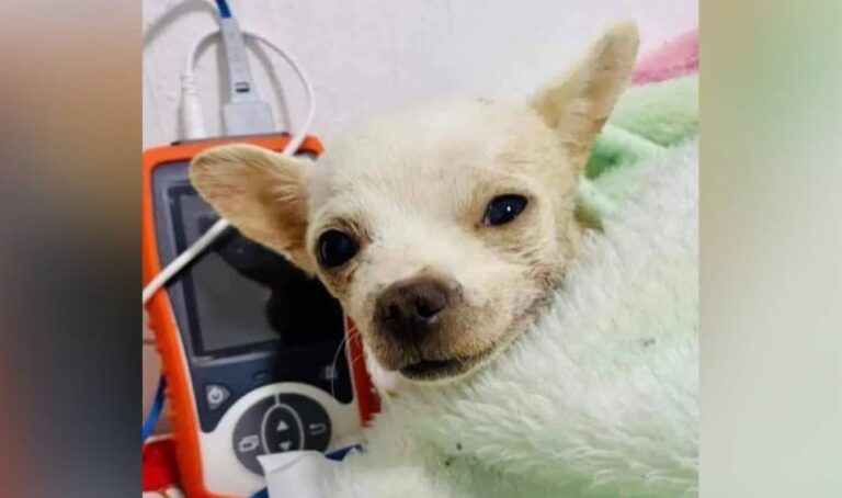 Muere Pincky, el perrito que fue atacado tras defender la casa de sus dueños en México