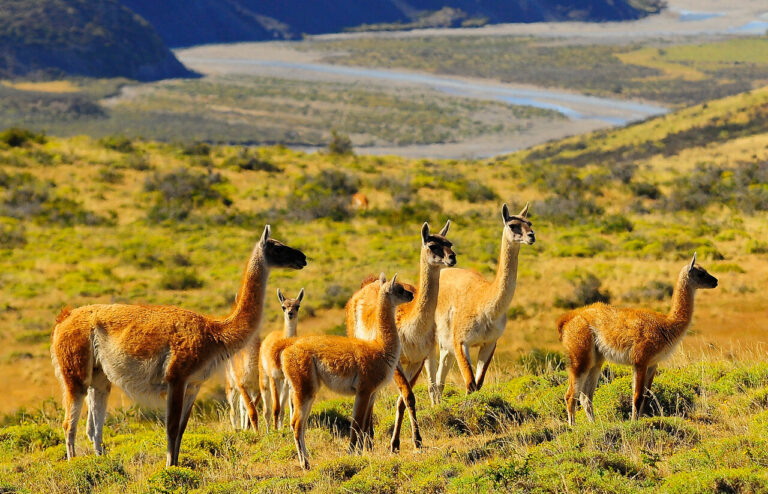 La conmovedora migración de una manada de guanacos desplazándose a través del Parque Patagonia