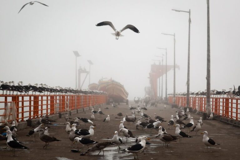 Detectan primer caso de influenza aviar en la Región de Los Lagos