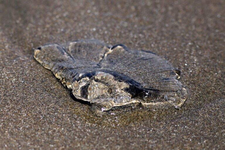 Decretan prohibición de baño en 6 playas del país por presencia de Fragata Portuguesa