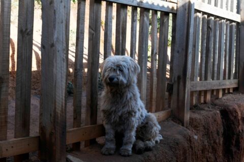 Incendios forestales en el sur: Recomendaciones para el cuidado de mascotas