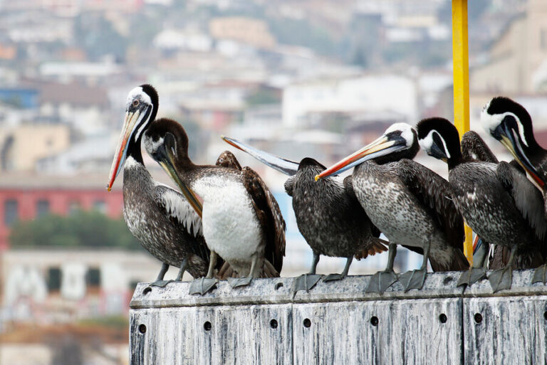 Tras primer contagio interespecie: Autoridades llaman a evitar contacto con animales enfermos por influenza aviar