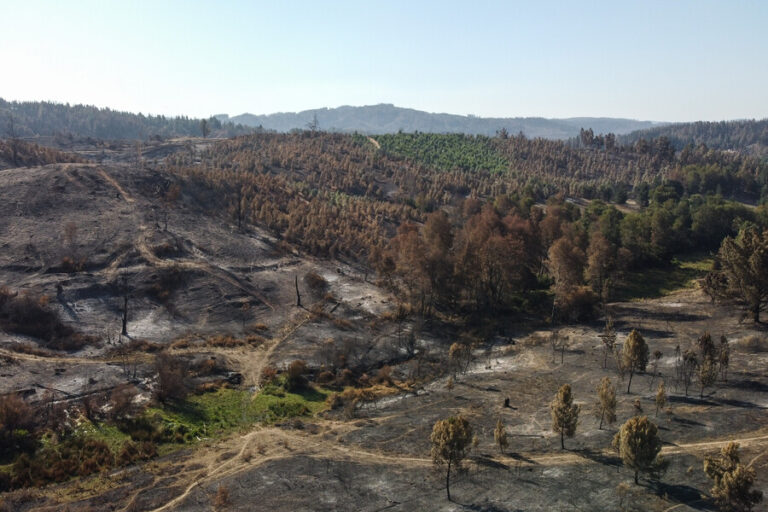 Corma y debate sobre industria forestal levantado por el Gobierno: “Es inoportuno hoy abrir un tema sobre regulaciones”