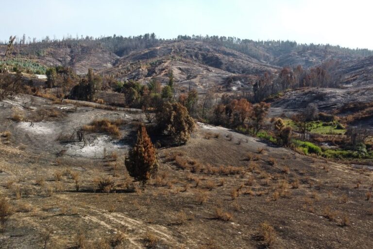 Reportan 4.247 animales muertos y mil hectáreas de cultivo perdidas por incendios entre las regiones del Maule y Los Ríos