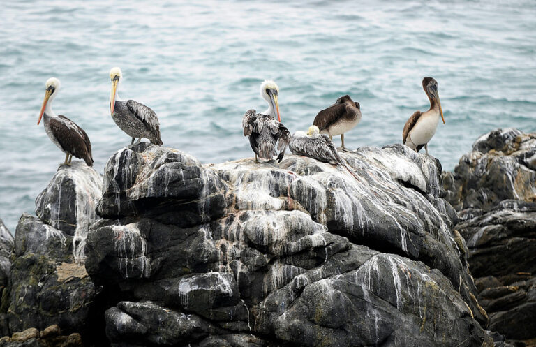 SAG confirma primer caso de gripe aviar en aves silvestres en la Región del Biobío