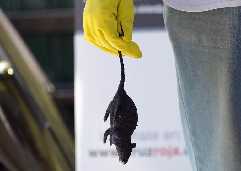 Confirman primera muerte por virus Hanta en la Región de La Araucanía