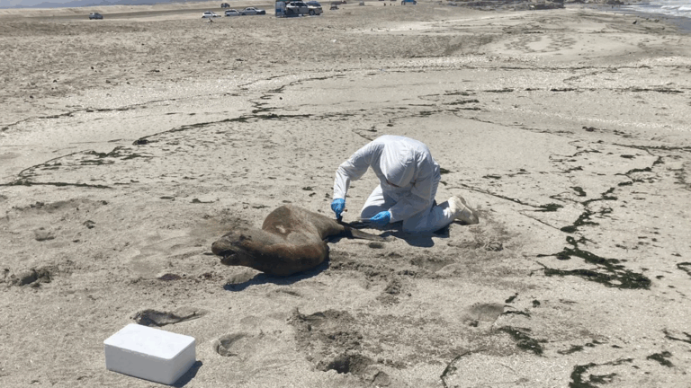 Influenza Aviar: Sernapesca confirmó el segundo caso en un lobo marino en la Región de Antofagasta