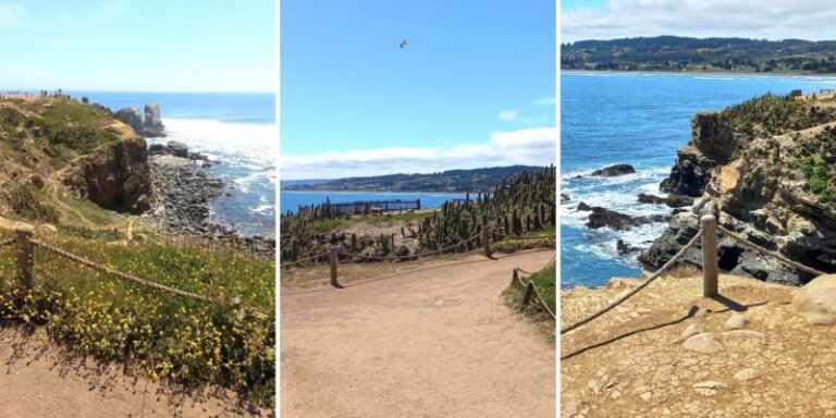 Ocho Curiosidades sobre Punta de Lobos, un verdadero “hotspot” de biodiversidad