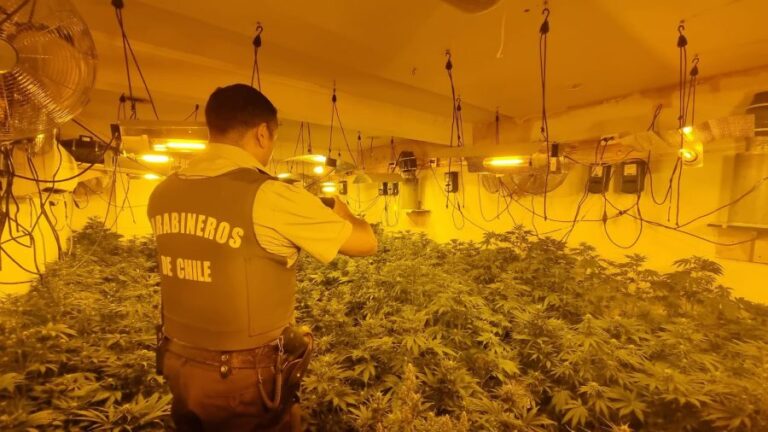 Carabineros decomisó más de 400 plantas de marihuana: Llegaron ahí por denuncia de violencia intrafamiliar