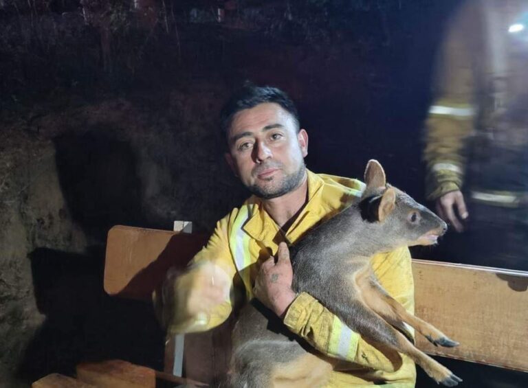 Brigadistas rescatan a un pudú y un monito del monte en incendio “Bochoco” en La Araucanía
