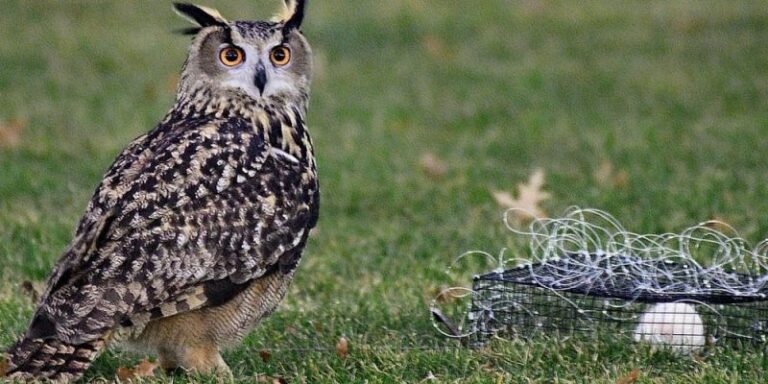 Flaco, el exótico búho de Eurasia que escapó del Zoológico de Nueva York
