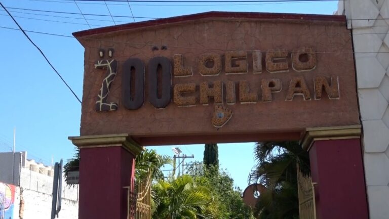 Acusan que cuatro cabras pigmeas de zoológico en México fueron cocinadas