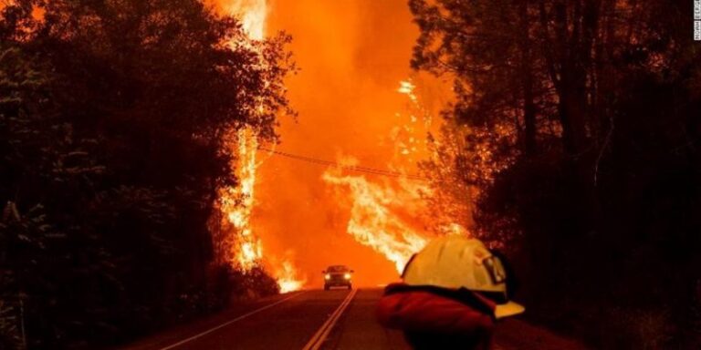 Este es el único organismo que es capaz de sobrevivir a los estragos de un incendio forestal