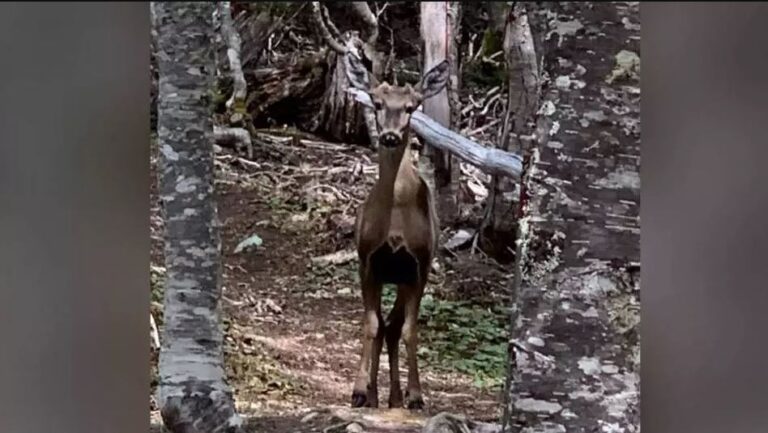 Histórico: Captan a un huemúl en la Reserva Nacional Magallanes por primera vez en 91 años