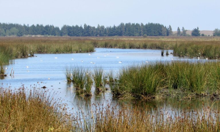 Día Mundial de los Humedales: La importancia y urgencia de proteger este esencial ecosistema en Chile