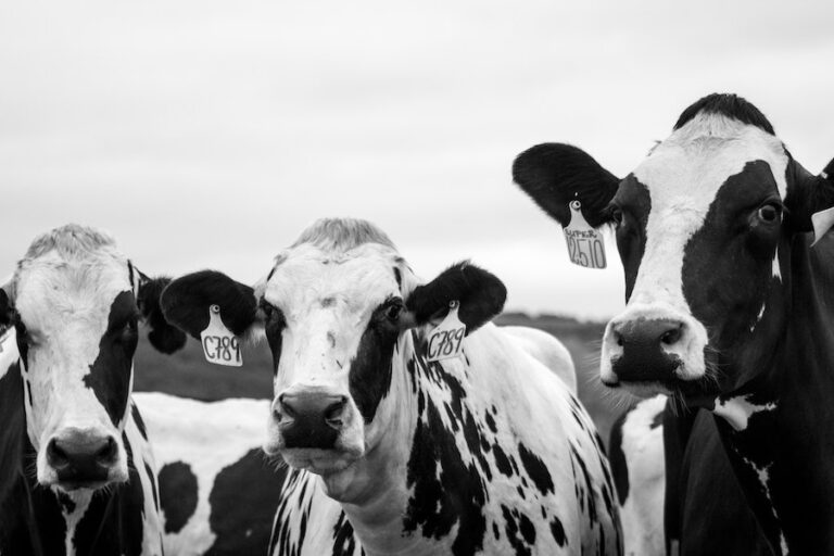 Brasil investiga un posible caso de vacas locas: 
