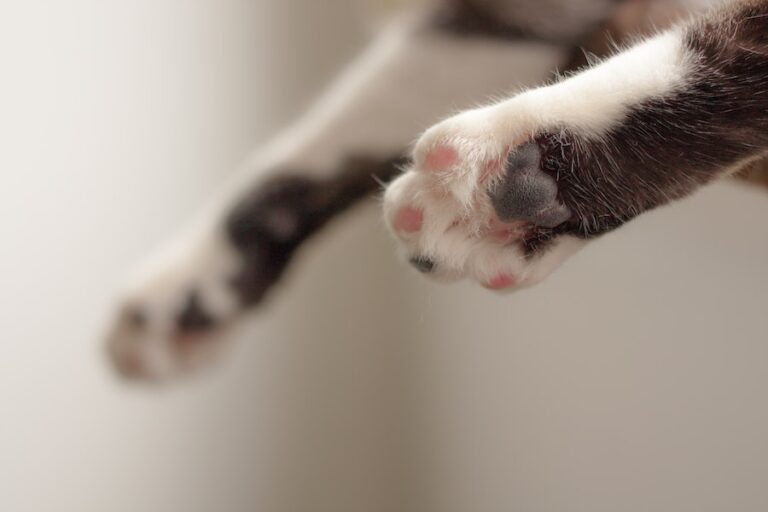 Clínica veterinaria deberá pagar más $4 millones por el extravío de un gato en Temuco