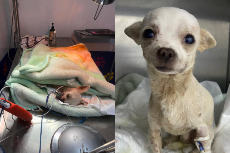Pequeños grandes héroes: Pincky, un perrito chihuahua, fue atravesado con un rastrillo al defender su casa de un asalto