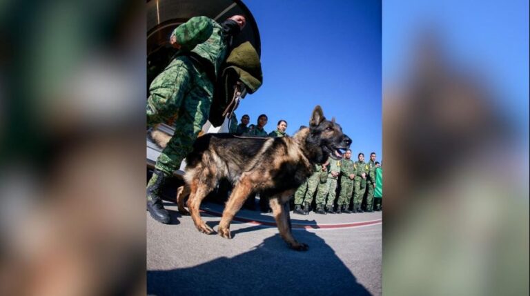 México anuncia que Proteo, un perro del Ejército, murió durante las misiones de rescate en Turquía
