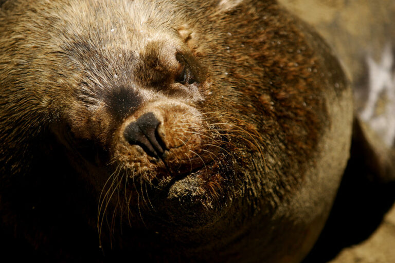Confirman el primer caso de lobo marino con gripe aviar en la región de Valparaíso