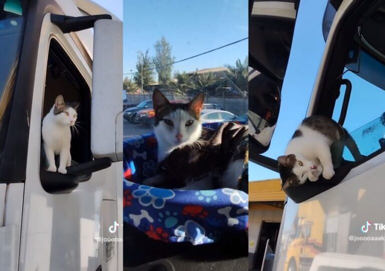 Camionero se hace viral en TikTok por viajar con su gata 