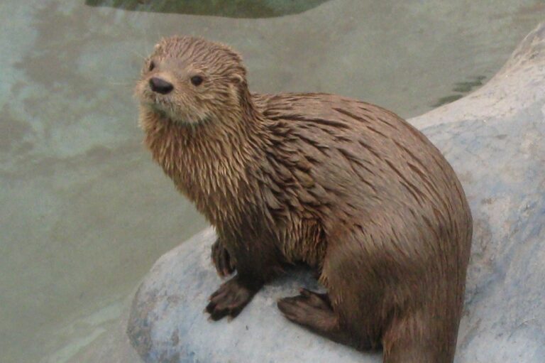 Confirman primer caso de influenza aviar en un chungungo de Arica