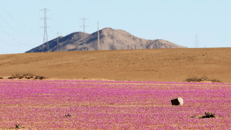 Conoce quiénes son los candidatos de la Circunscripción 4 de Atacama para el Consejo Constitucional