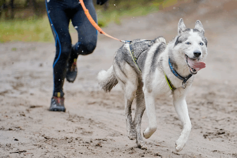 Al menos 4 perros muertos: Sujetos colocaron albóndigas envenenadas en una carrera canina en Francia