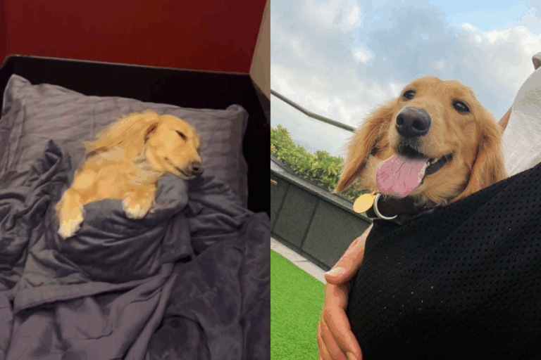Viajaba más cómoda que cualquier pasajero: Perrita se vuelve viral por volar en primera clase