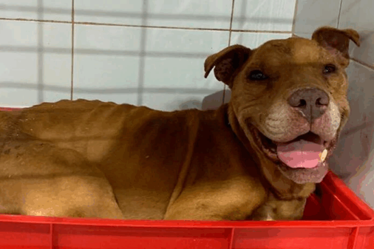 Lo apalearon: Mataron a perro que fue rescatado en medio de los incendios en Viña del Mar