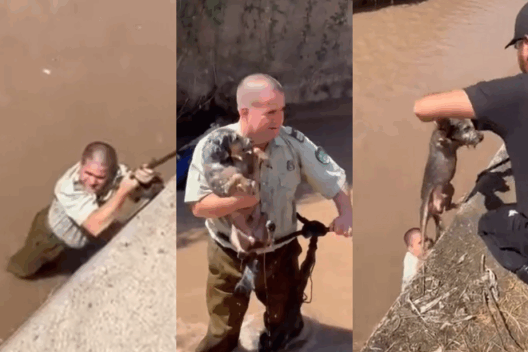 Carabinero se lanzó a rescatar a un perro atrapado en el canal San Carlos: 