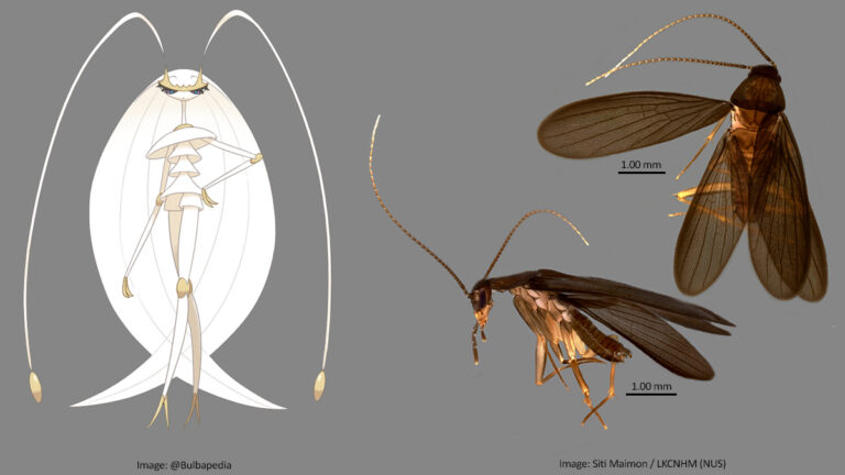 Científico descubre una “cucaracha Pokémon” en la vida real