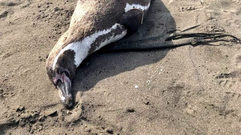 Confirman primer caso de influenza aviar en un pingüino de Humboldt en Coquimbo