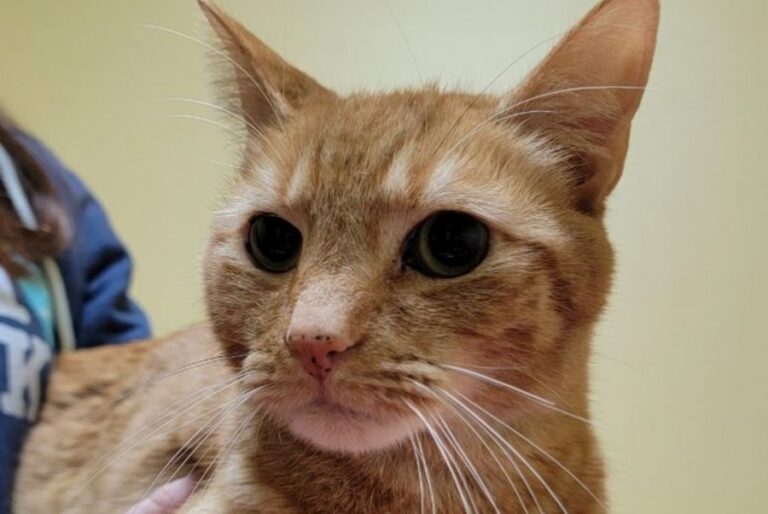 Gato perdido en Miami reapareció luego de dos años a miles de kilómetros de su casa