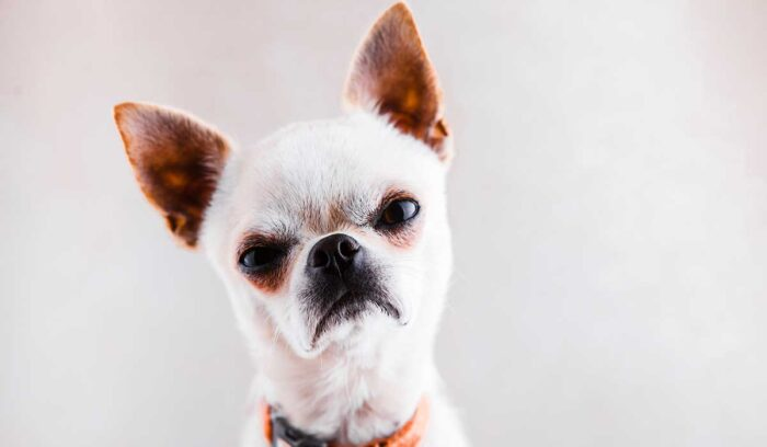 Lo dice la ciencia: Estudio demuestra que los perros sienten rencor por quienes son malos con sus familias