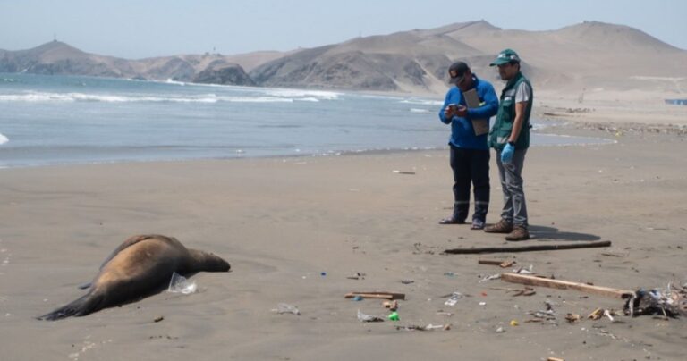 Reportan explosión de muertes de lobos marinos en Perú tras brote de gripe aviar
