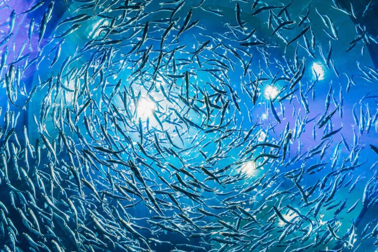 Chile se une a tratado BBJN para conservación de la biodiversidad marina