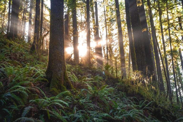 Sana Mente, capítulo especial: La importancia de la naturaleza en la salud mental