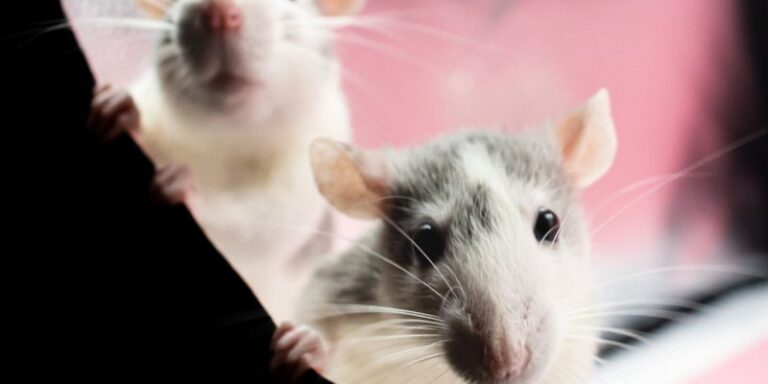 Experimento logró dar vida a ratones sanos a partir de óvulos originados en células masculinas