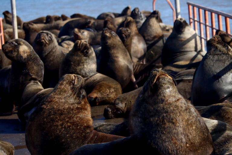 Sernapesca confirma el segundo caso de gripe aviar en un lobo marino: Se detectó en Chiloé