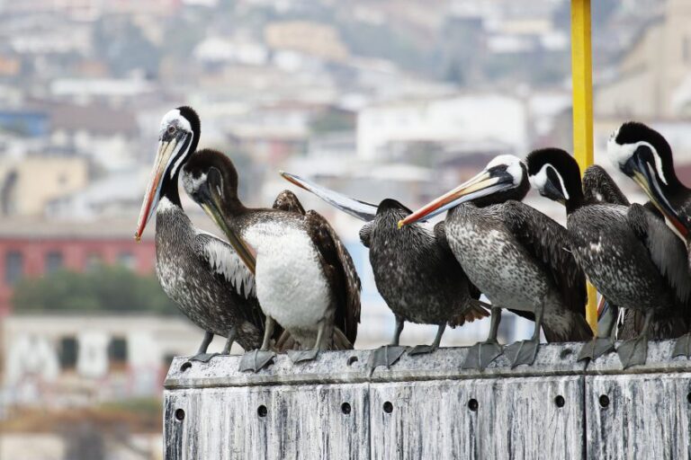 SAG por gripe aviar: 