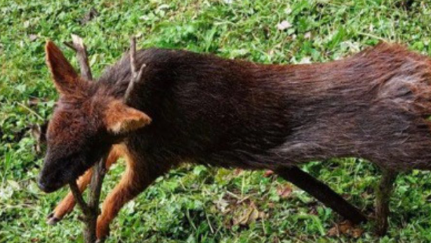 Denuncia de maltrato animal: Sujetos mataron a un pudú en la Región de Los Lagos