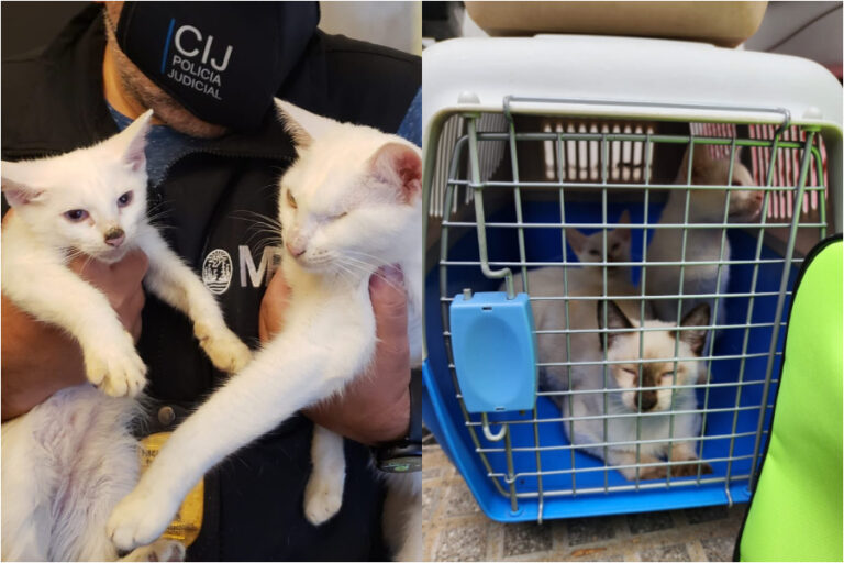 Rescatan a 23 gatos en Argentina: Había otros felinos congelados listos para ser cocinados